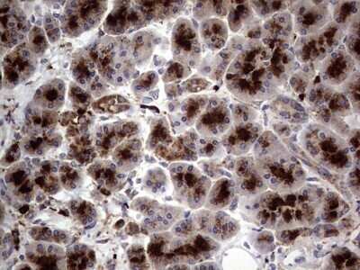 Immunohistochemistry: CD63 Antibody (OTI5E5) - Azide and BSA Free [NBP2-70380] - Analysis of Human pancreas tissue. (Heat-induced epitope retrieval by 1 mM EDTA in 10mM Tris, pH8.5, 120C for 3min)