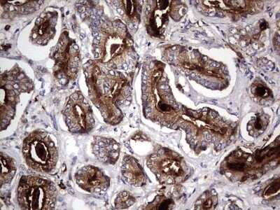 Immunohistochemistry: CD63 Antibody (OTI5E5) - Azide and BSA Free [NBP2-70380] - Analysis of Human prostate tissue. (Heat-induced epitope retrieval by 1 mM EDTA in 10mM Tris, pH8.5, 120C for 3min)