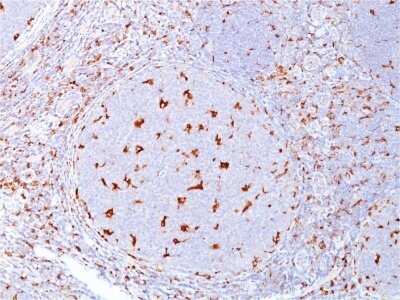 Immunohistochemistry-Paraffin: CD68/SR-D1 Antibody (C68/684) - IHC-Prediluted [NBP2-44541] - Formalin-fixed, paraffin-embedded human Tonsil stained with CD68/SR-D1 Antibody (C68/684).