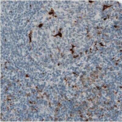 Immunohistochemistry: CD68/SR-D1 Antibody (CL1338) [NBP2-34481] - Staining of human tonsil shows strong immunoreactivity in single cells.