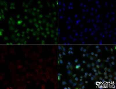 Immunocytochemistry/Immunofluorescence: CD68/SR-D1 Antibody (FA-11) - Azide and BSA Free [NBP2-80656] - Wehi-3 cells were fixed for 10 minutes using 10% formalin and then permeabilized for 5 minutes using 1X TBS + 0.5% Triton X-100. The cells were incubated with anti CD68 (FA-11) [NBP2-33337] at a 1:100 dilution overnight at 4C and detected with an anti-rat DyLight 488 (Green) at a 1:500 dilution. Actin was detected with Phalloidin 568 (Red) at a 1:200 dilution. Nuclei were counterstained with DAPI (Blue). Cells were imaged using a 40X objective. Image from the standard format of this antibody.