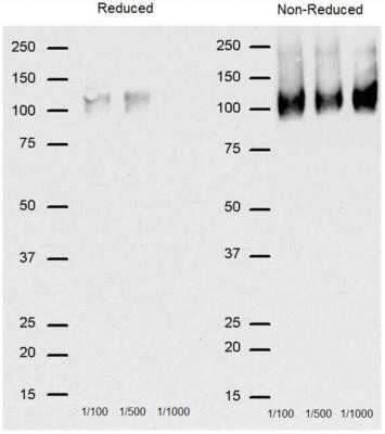 Western Blot: CD68/SR-D1 Antibody (FA-11) - Azide and BSA Free [NBP2-80656] - Expression on J774 cells. Image from the standard format of this antibody.