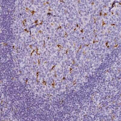 Immunohistochemistry-Paraffin: CD68/SR-D1 Antibody [NBP2-48923] - Immunohistochemical staining of human tonsil shows strong cytoplasmic positivity in a subset of non-germinal center cells.