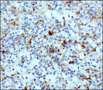 Immunohistochemistry-Paraffin: CD68/SR-D1 Antibody (KP1) - Azide and BSA Free [NBP2-80655] - Analysis of a FFPE human spleen tissue section using 1:10 dilution of CD68/SR-D1 antibody (clone KP1) with HRP-DAB based detection method and hematoxylin counterstaining. The antibody specifically labelled the macrophage cells in the tested section. Image using the standard format of this product.