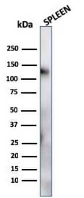 Western Blot: CD68/SR-D1 Antibody (LAMP4/824) - Azide and BSA Free [NBP2-47902] - Western Blot Analysis of human Spleen tissue lysate using CD68/SR-D1 Antibody (LAMP4/824).