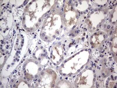 Immunohistochemistry: CD68/SR-D1 Antibody (OTI1E6) - Azide and BSA Free [NBP2-70381] - Analysis of Human Kidney tissue.