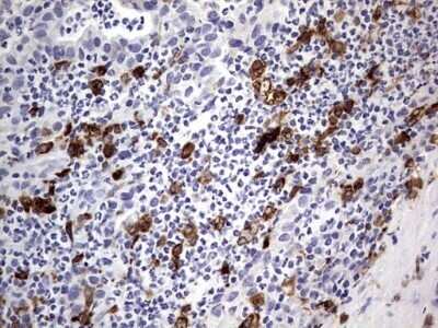 Immunohistochemistry: CD68/SR-D1 Antibody (OTI1E6) - Azide and BSA Free [NBP2-70381] - Analysis of Human lymph node tissue.