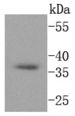 Western Blot: CD68/SR-D1 Antibody (SN07-27) [NBP2-67687] - Analysis of CD68 on SH-SY-5Y cells lysates using anti-CD68 antibody at 1/1,000 dilution.
