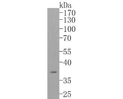 Western Blot: CD68/SR-D1 Antibody (SN07-27) [NBP2-67687] - Western blot analysis of CD68/SR-D1 on SH-SY5Y cell lysates. Proteins were transferred to a PVDF membrane and blocked with 5% BSA in PBS for 1 hour at room temperature. The primary antibody (1/500) was used in 5% BSA at room temperature for 2 hours. Goat