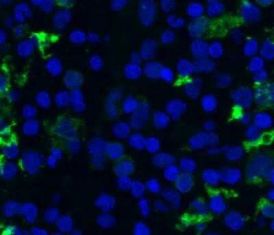 Immunohistochemistry-Frozen: CD68/SR-D1 Antibody (SPM130) - Azide and BSA Free [NBP2-34736] - The antibody was incubated with feline spleen section at 1:100 and the slide was further stained with Alexa secondary antibody. Image was captured with epifluorescence microscope. This image was submitted via customer review.