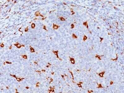 Immunohistochemistry-Paraffin: CD68/SR-D1 Antibody (SPM130) - Azide and BSA Free [NBP2-34736] - Formalin-fixed, paraffin-embedded human tonsil (20X) stained with CD68 MAb (SPM130).