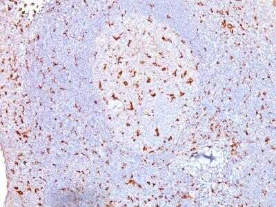 Immunohistochemistry-Paraffin: CD68/SR-D1 Antibody (SPM130) - Azide and BSA Free [NBP2-34736] - Formalin-fixed, paraffin-embedded human tonsil (10X) stained with CD68 MAb (SPM130).