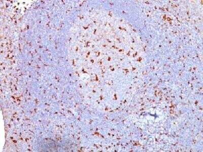 Immunohistochemistry-Paraffin: CD68/SR-D1 Antibody (SPM130) - IHC-Prediluted [NBP2-44540] - Formalin-fixed, paraffin-embedded human tonsil stained with CD68 Monoclonal Antibody (SPM130)