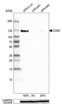 Western Blot: CD68/SR-D1 Antibody [NBP2-48923] - Analysis in U-87MG ATCC cells transfected with control siRNA, target specific siRNA probe #1 and #2. Remaining relative intensity is presented. Loading control: Anti-GAPDH.