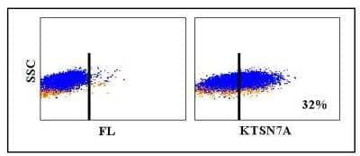 Flow Cytometry: CD69 Antibody (KTSN7A) [NBP2-60937] - Obtained with bovine lymphocytes stimulated with ConA
