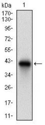 Western Blot: CD74 Antibody (2D1B11) [NBP2-37342] - Western blot analysis using CD74 mAb against human CD74 recombinant protein. (Expected MW is 37.6 kDa)