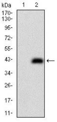 Western Blot: CD74 Antibody (2D1B11) [NBP2-37342] - Western blot analysis using CD74 mAb against HEK293 (1) and CD74 (AA: 1-106)-hIgGFc transfected HEK293 (2) cell lysate.