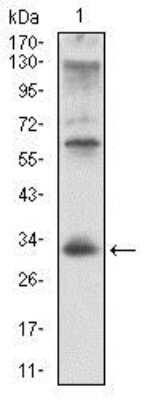 Western Blot: CD74 Antibody (2D1B11) [NBP2-37342] - Western blot analysis using CD74 mouse mAb against Raji cell lysate.