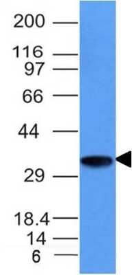 Western Blot: CD74 Antibody (CLIP/1133) [NBP2-44991] - Analysis of Raji Cell Lysate using CD74 Monoclonal Antibody (CLIP/1133)