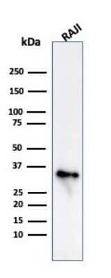 Western Blot: CD74 Antibody (CLIP/813) - Azide and BSA Free [NBP3-11568] - Western Blot Analysis of Raji cell lysate using CD74 antibody (CLIP/813)