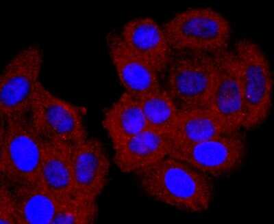 Immunocytochemistry/Immunofluorescence: CD74 Antibody (JF40-10) [NBP2-66762] - Staining CD74 in HepG2 cells (red). The nuclear counter stain is DAPI (blue). Cells were fixed in paraformaldehyde, permeabilised with 0.25% Triton X100/PBS.