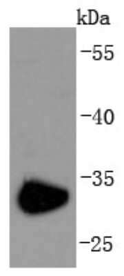 Western Blot: CD74 Antibody (JF40-10) [NBP2-66762] - Analysis of CD74 on Raji cells lysates using anti-CD74 antibody at 1/1,000 dilution.