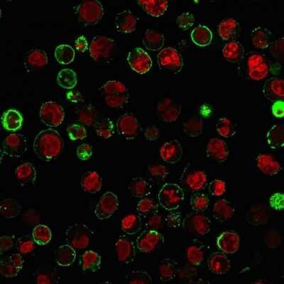 Immunocytochemistry/Immunofluorescence: CD74 Antibody (LN-2 + CLIP/813) [NBP2-44992] - Immunofluorescence Analysis of Raji cells labeling CD74 with CD74 Antibody (LN-2 + CLIP/813) followed by Goat anti-Mouse IgG-CF488 (Green). The nuclear counterstain is Red Dot (Red).
