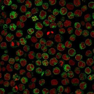 Immunocytochemistry/Immunofluorescence: CD79A Antibody (HM47/A9) - Azide and BSA Free [NBP2-34637] - Immunofluorescence Analysis of Raji cells labeling CD79a with CD79A Antibody (HM47/A9). The nuclear counterstain is Red Dot (Red)