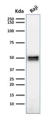 Western Blot: CD79A Antibody (HM47/A9) - Azide and BSA Free [NBP2-34637] - Western Blot Analysis of Raji cell lysate using CD79A Antibody (HM47/A9).