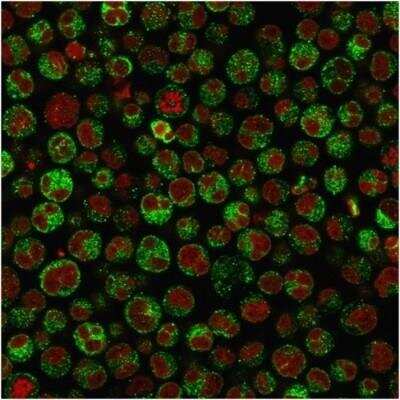 Immunocytochemistry/Immunofluorescence: CD79A Antibody (IGA/1790R) - Azide and BSA Free [NBP3-11617] - Immunofluorescence Analysis of Raji cells labeling CD79a with CD79A Antibody (IGA/1790R) The nuclear counterstain is Red Dot (Red)