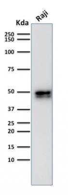 Western Blot: CD79A Antibody (IGA/1790R) - Azide and BSA Free [NBP3-11617] - Analysis of Raji cell lysate using CD79a Rabbit Recombinant Monoclonal Antibody (IGA/1790).