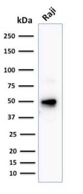 Western Blot: CD79A Antibody (JCB117 + HM47/A9) - Azide and BSA Free [NBP2-34653] - Western Blot Analysis of human Raji cell lysate using CD79A Antibody (JCB117 + HM47/A9).