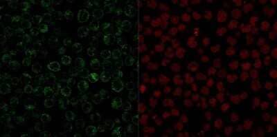 Immunocytochemistry/Immunofluorescence: CD79A Antibody (JCB117) - Azide and BSA Free [NBP2-34652] - Immunofluorescent staining of paraformaldehyde-fixed Raji cells. CD79A Antibody (JCB117) followed by goat anti-Mouse IgG-CF488 (Green). The nuclear counterstain is Red Dot (Red)