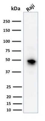 Western Blot: CD79A Antibody (JCB117) - Azide and BSA Free [NBP2-34652] - Western Blot Analysis of human Raji cell lysate using CD79A Antibody (JCB117).