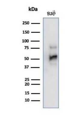 Western Blot: CD79A Antibody (JCB117) - Azide and BSA Free [NBP2-34652] - Western Blot Analysis of Raji cell lysate using CD79A antibody (JCB117).