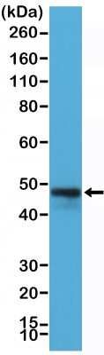 Western Blot: CD79A Antibody (RM297) [NBP2-61513] - Western Blot of Raji cells lysate using NBP2-61513.