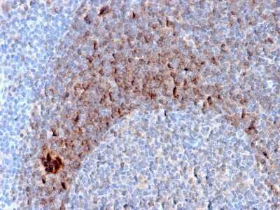 Immunohistochemistry-Paraffin: CD79B Antibody (B29/123) - Azide and BSA Free [NBP3-08356] - Formalin-fixed, paraffin-embedded human Tonsil stained with CD79B Mouse Monoclonal Antibody (B29/123).