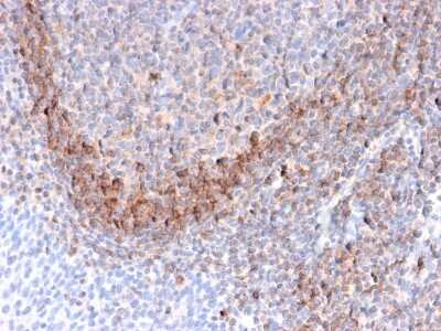 Immunohistochemistry-Paraffin: CD79B Antibody (B29/123) - Azide and BSA Free [NBP3-08356] - Formalin-fixed, paraffin-embedded human Tonsil stained with CD79B Mouse Monoclonal Antibody (B29/123).