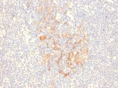 Immunohistochemistry-Paraffin: CD79B Antibody (IGB/2555) [NBP3-07420] - Formalin-fixed, paraffin-embedded human Tonsil stained with CD79B Mouse Monoclonal Antibody (IGB/2555).