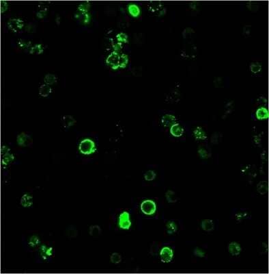 Immunocytochemistry/Immunofluorescence: CD8 Antibody (C8/468) [NBP2-32952] - Immunofluorescence staining of human PBMC cells using CD8 Mouse Monoclonal Antibody (C8/468) followed by goat anti-mouse IgG-CF488 (green).