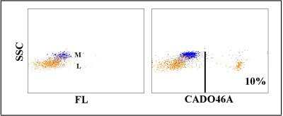 Flow Cytometry: CD8 Antibody (CADO46A) [NBP2-60943] - Obtained with canine leukocytes