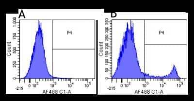 Flow Cytometry: CD8 Antibody (YTS 105.18) - Chimeric [NBP2-52659] - Flow-cytometry using anti-CD8a antibody YTS 105.18 (NBP2-52659) Mouse lymphocytes were stained with an isotype control (panel A) or the rabbit-chimeric version of YTS 105.18 (panel B) at a concentration of 1 ug/ml for 30 mins at RT. After washing, bound antibody was detected using a AF488 conjugated donkey anti-rabbit antibody and cells analysed on a FACSCanto flow-cytometer.