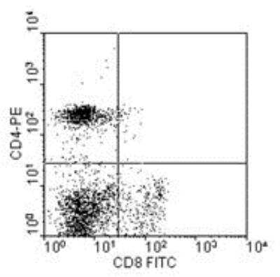 Flow Cytometry: CD8 Antibody (76-2-11) [FITC] [NBP1-28238] - CD8 alpha Antibody (76-2-11) [FITC] [NBP1-28238] - CD8 Antibody (76-2-11) [FITC] 1 ug/10^6 Peripheral blood mononuclear cells were isolated from heparinized pig blood on Ficoll-Hypaque density gradients and double stained with mouse anti-pig CD8-FITC and mouse anti-pig CD4a-R-PE. Lymphocytes were gated and analyzed on a flow cytometer