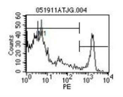 Flow Cytometry: CD8 alpha Antibody (EP72) [PE] [NBP1-28339] - 0.1ug on Chicken PBMC