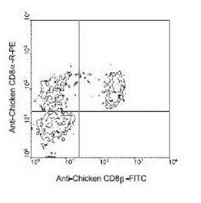 Flow Cytometry: CD8 beta Antibody (EP42) [FITC] [NBP1-28301] - Chicken IEL were double stained with mouse antichicken CD8beta-FITC and mouse anti-chicken CD8beta-RPE. Small lymphocytes then were gated and analyzed on a FACScan (Trademark) flow cytometer (BDIS, San Jose, CA).