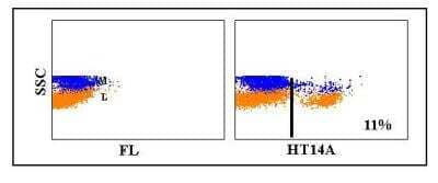 Flow Cytometry: CD8 beta Antibody (HT14A) [NBP2-60954] - Obtained with equine leukocytes