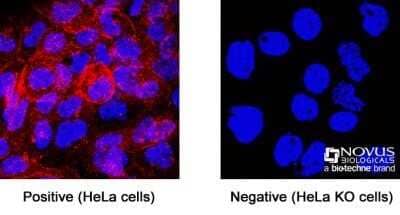 <b>Genetic Strategies Validation. </b>Knockout Validated: CD81 Antibody (1.3.3.22) - Azide and BSA Free [NBP2-54548] - CD81 was detected in immersion fixed HeLa human cervical epithelial carcinoma cell line but is not detected in CD81 knockout (KO) HeLa cell line using Mouse Anti-Human CD81 Monoclonal Antibody (Catalog # NBP2-53318) at 1 ug/mL for 3 hours at room temperature. Cells were stained using the NorthernLights™ 557-conjugated Anti-Mouse IgG Secondary Antibody (red; Catalog # NL007) and counterstained with DAPI (blue). Specific staining was localized to the plasma membrane.