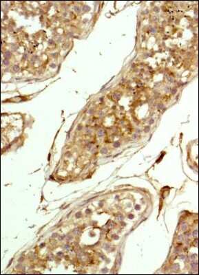 Immunohistochemistry: CD81 Antibody (1D6) - Azide and BSA Free [NBP2-80660] - Staining of TAPA1 in human testis using DAB with hematoxylin counterstain. Image from the standard format of this antibody.