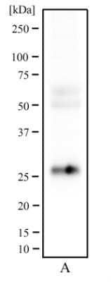 Western Blot: CD81 Antibody (1D6) - Azide and BSA Free [NBP2-80660] - Analysis of human testis tissue (A) using CD81 antibody at a concentration of 2 ug/mL. Image from the standard format of this antibody.