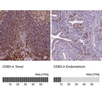 Immunohistochemistry-Paraffin: CD83 Antibody [NBP2-38485] - Staining in human tonsil and endometrium tissues . Corresponding CD83 RNA-seq data are presented for the same tissues.